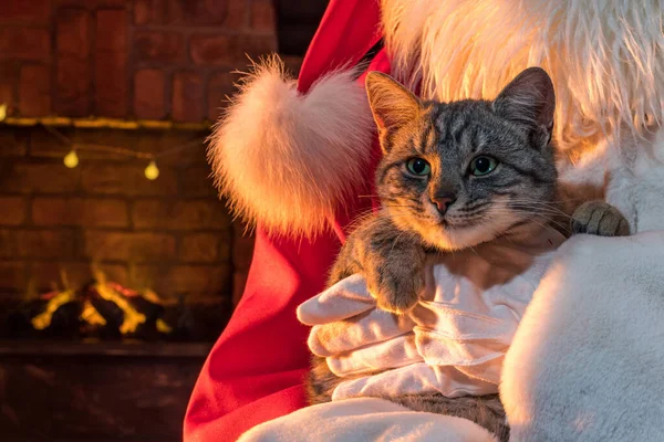 Santa Claus Kočka Vánočního Stromku Kotě Otcem Vánocemi Uvnitř Domácí — Stock fotografie