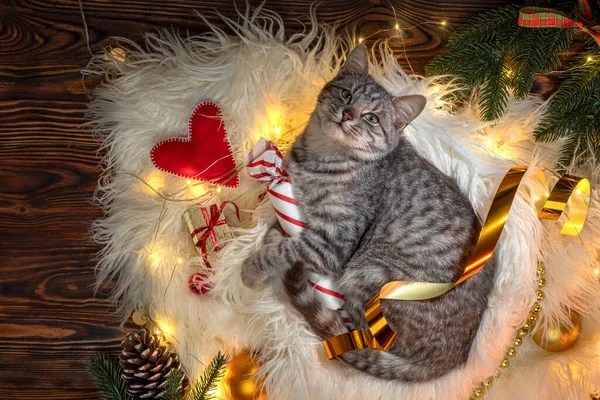 Noel ağacının yanındaki kedi. Çizgili gri kedi yavrusu yaşam tarzı. Yeni yıl için evcil hayvan ve hediyeler. Noel sezonunda rahat bir iç mekanda sevimli bir hayvan.