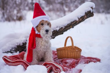 Noel kıyafetli, tel saçlı tilki teriyeri kışın ormanda kar altında geziyor. Yeni yıl pikniğinde Noel Baba şapkalı evcil köpek. Takvim ve tebrik kartı resmi.