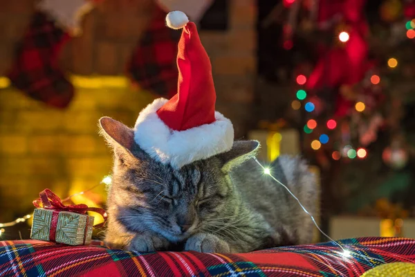 暖炉の近くのサンタクロースの帽子 クリスマスツリーの猫 子猫のライフスタイル室内 新年のためのペットと贈り物 クリスマスシーズン中に居心地の良いお祝いのインテリアでかわいいペット — ストック写真