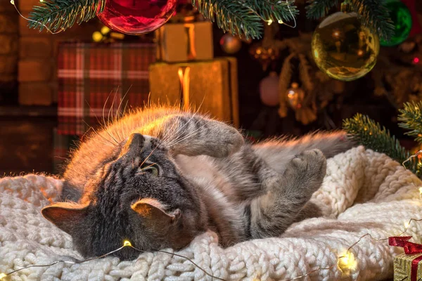 Kissa Takan Lähellä Joulukuusi Raidallinen Harmaa Kissanpentu Elämäntapa Sisätiloissa Lemmikkieläimiä — kuvapankkivalokuva