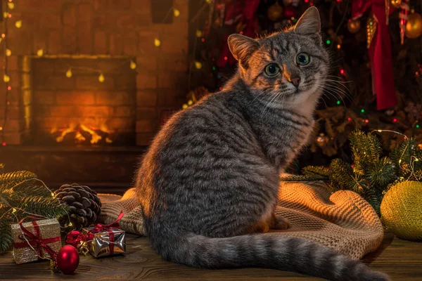 Kočka Krbu Vánoční Stromek Proužkovaný Šedý Kočičí Životní Styl Uvnitř — Stock fotografie