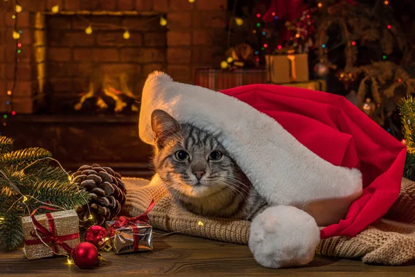 Noel Baba şapkalı kedi şöminenin yanında, Noel ağacı. Evde kedi yavrusu gibi yaşamak. Yeni yıl için evcil hayvan ve hediyeler. Noel sezonu boyunca rahat bir iç mekanda sevimli bir hayvan.