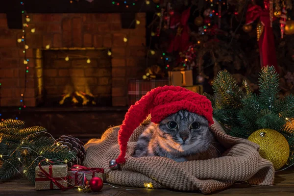 Kočka Klobouku Santa Clause Krbu Vánoční Stromek Kočičí Životní Styl — Stock fotografie