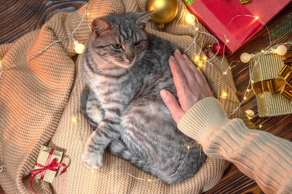 Ruční Mazlení Cat Vánočního Stromečku Kotě Uvnitř Domácí Mazlíčci Dárky — Stock fotografie