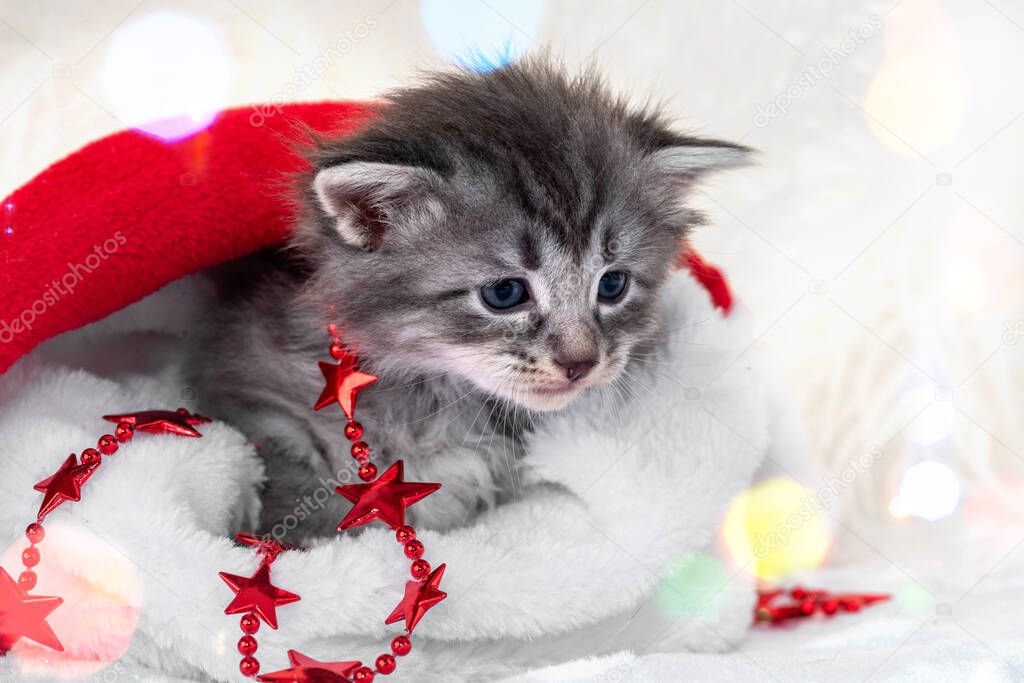Little kitten among the Christmas decorations. Baby Cat playing garlands in a Santa Claus hat indoor. Funny pet and gifts for the New Year. Cute pet in a cozy festive interior during the winter season