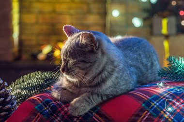 Şöminenin yanındaki kedi, Noel ağacı. Çizgili gri kedi yavrusu yaşam tarzı. Yeni yıl için evcil hayvan ve hediyeler. Noel sezonunda rahat bir iç mekanda sevimli bir hayvan.