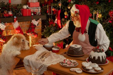 Gerçek beyaz sakallı Noel Baba içeride kütük kulübesinde. Dedem Noel partisi için tatlı, zencefilli çörek, puding hazırlıyor. Gerçek sakallı son sınıf mankeni Noel Baba tilki teriyeriyle oynuyor.