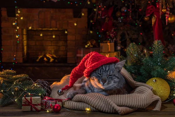 Kočka Klobouku Santa Clause Krbu Vánoční Stromek Kočičí Životní Styl — Stock fotografie