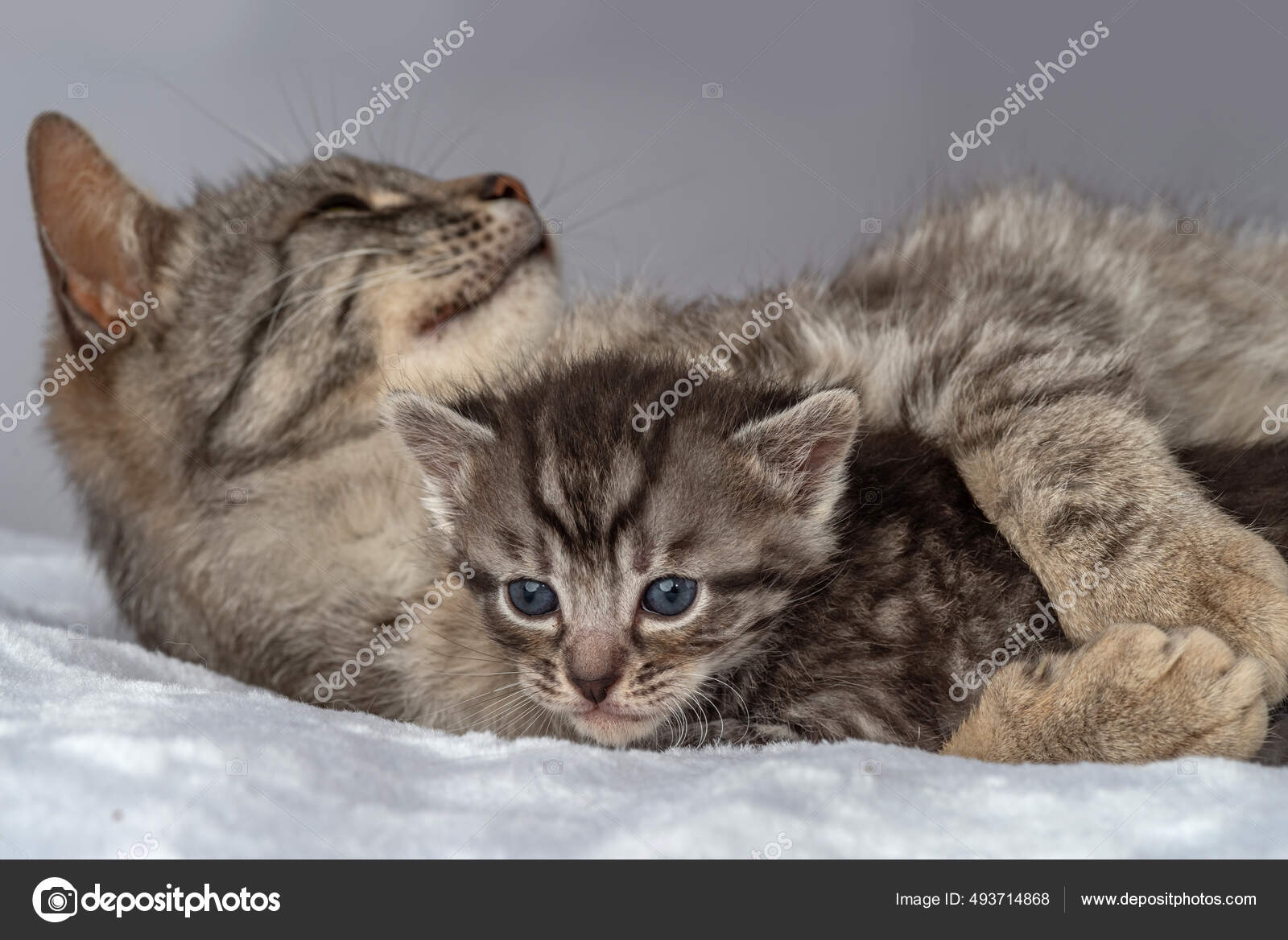 Mere Chat Petit Chaton Tous Les Quinze Jours Age Bebe Image Libre De Droit Par Tsviphoto C