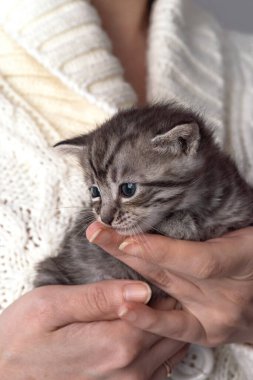 İki haftalık küçük kedi yavrusu, rahat beyaz bir formayla insan ellerinde. İki haftalık yavru kedi. Komik sevimli hayvan yaşam tarzı resmi.