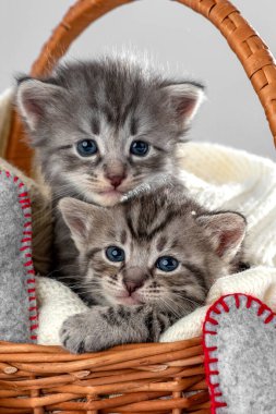 İki küçük kedi yavrusu iki haftalık. İki haftalık yavru kedi. Sıcak hasır sepetin üzerindeki komik hayvanlar. Sevimli hayvan yaşam tarzı resmi.
