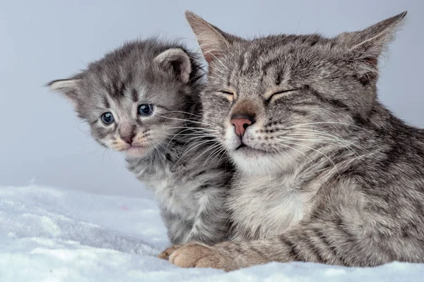 Moeder Kat Kleine Kitten Twee Weken Oud Twee Weken Oude — Stockfoto