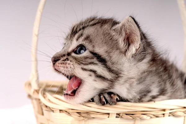 Mały Kociak Wieku Dwóch Tygodni Dwutygodniowy Kotek Śmieszne Zwierzaki Przytulnym — Zdjęcie stockowe