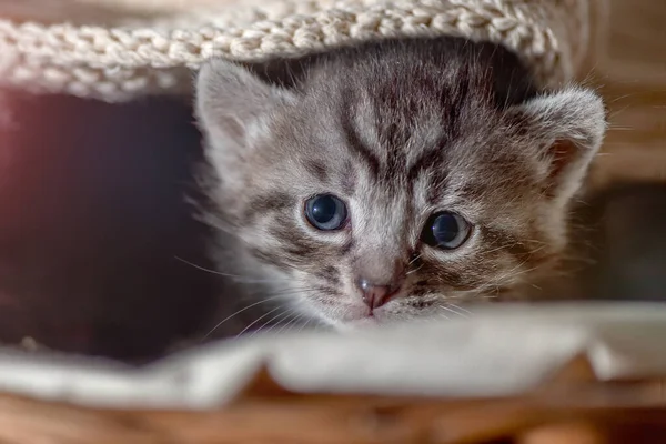 Petit Deux Semaines Chaton Images Libres De Droit Photos De Petit Deux Semaines Chaton Depositphotos