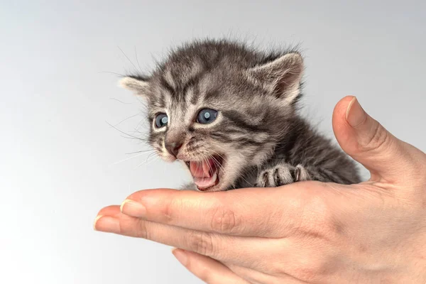 Pequeño Gatito Quincenal Envejece Manos Humanas Acogedor Jersey Blanco Gato Fotos de stock libres de derechos