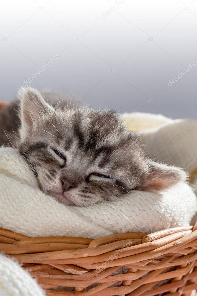 Sleeping Little kitten fortnightly age. Two week old Baby Cat. Funny Pet on a cozy wicker basket. Cute pet lifestyle picture