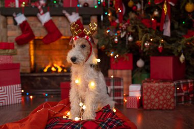 Şöminenin yanında köpek ve Noel ağacı, Noel Baba 'nın içinde hediye kutuları şenlikli ahşap ev. Noel 'in neşeli havası. Bir tebrik kartı için uygun