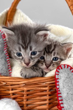 İki küçük kedi yavrusu iki haftalık. İki haftalık yavru kedi. Sıcak hasır sepetin üzerindeki komik hayvanlar. Sevimli hayvan yaşam tarzı resmi.