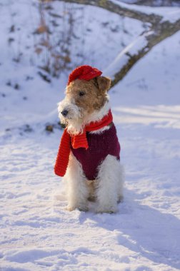 Noel kıyafetli tel saçlı tilki teriyeri kışın ormanda karda yürüyor. Yılbaşında Noel Baba şapkası takan evcil köpek. Takvim ve tebrik kartı resmi.