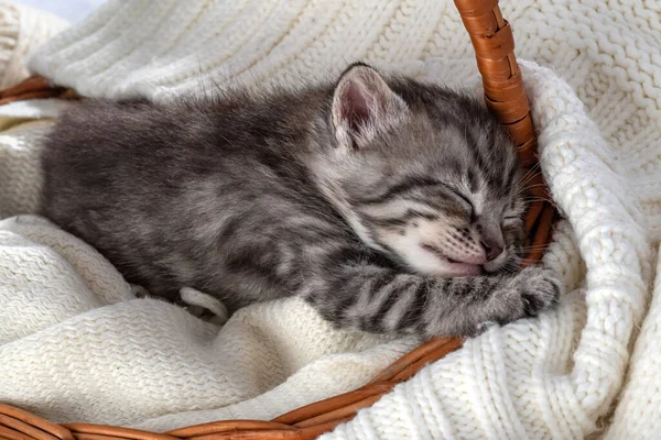 Śpiący Kotek Wieku Dwóch Tygodni Dwutygodniowy Kotek Śmieszne Zwierzaki Przytulnym — Zdjęcie stockowe