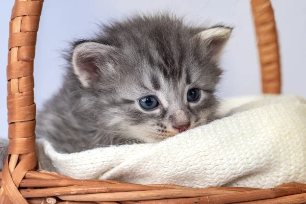 Little Kitten Fortnightly Age Two Week Old Baby Cat Funny — Stock Photo, Image