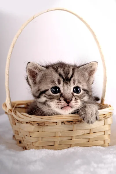 Mały Kociak Wieku Dwóch Tygodni Dwutygodniowy Kotek Śmieszne Zwierzaki Przytulnym — Zdjęcie stockowe