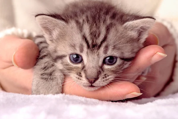 Mały Kotek Wieku Dwóch Tygodni Ludzkich Rękach Przytulnej Białej Koszulce — Zdjęcie stockowe