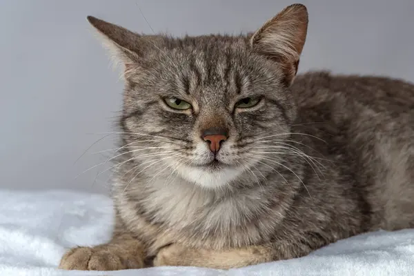 Porträt Einer Erwachsenen Katze Aus Nächster Nähe Lustig Skeptischer Blick — Stockfoto