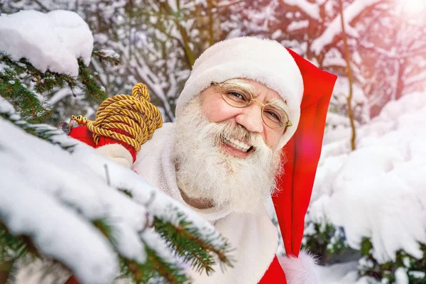 Χριστούγεννα Άγιος Βασίλης Πραγματική Γενειάδα Στο Βόρειο Δάσος Χειμώνα Μεταξύ — Φωτογραφία Αρχείου