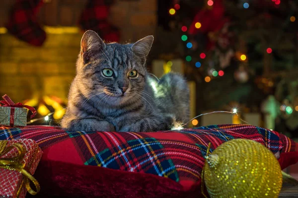 Γάτα Κοντά Στο Τζάκι Χριστουγεννιάτικο Δέντρο Ριγέ Γκρι Γατάκι Τρόπο — Φωτογραφία Αρχείου