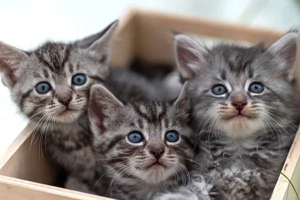 Tahta Bir Kutuda Küçük Bir Kedi Yavrusu Yavru Kedi Açık Stok Resim