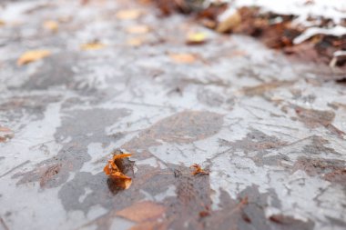 Sarı yapraklar kış başında donmuş kaygan su birikintisinde yatıyor.