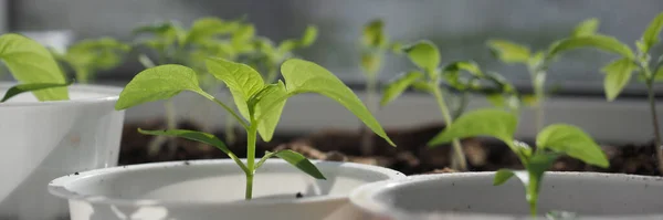 Plántulas verdes de pimiento dulce creciendo en macetas en la ventana — Foto de Stock