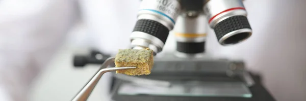 Naukowiec trzyma próbkę spleśniałej tkanki w pobliżu mikroskopu z pęsetą zbliżenie — Zdjęcie stockowe