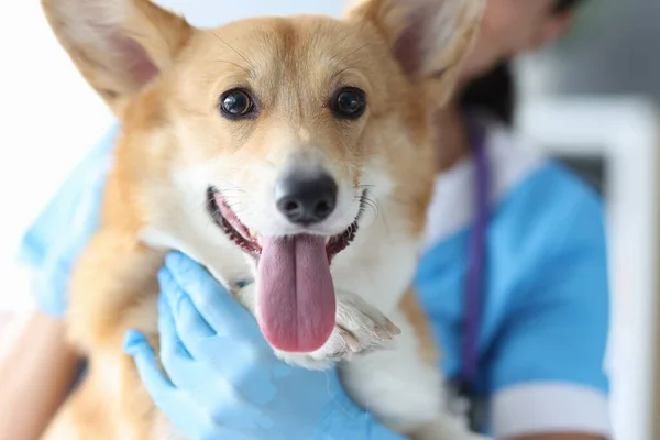 Przystojny walijski corgi na spotkaniu z weterynarzem zbliżenie — Zdjęcie stockowe