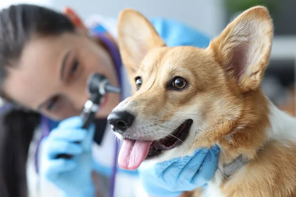 Veterinární lékař zkoumá psí uši s otoskopem detailní up — Stock fotografie