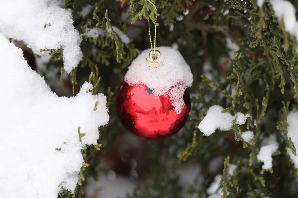 Red ball with snow-covered fir tree closeup — Stock Photo, Image