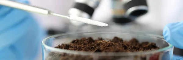 Chemist adding white powder to soil in laboratory