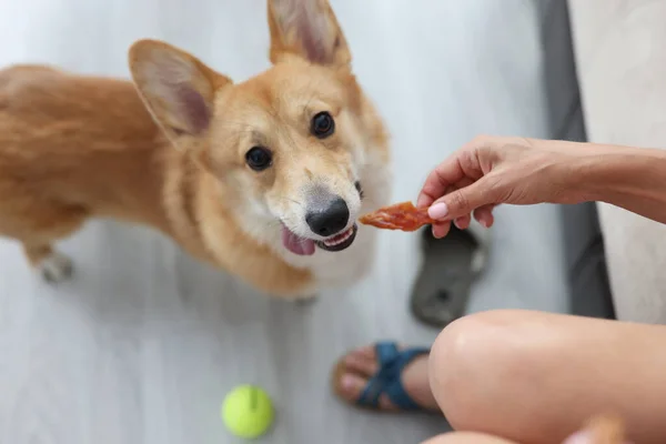 Mujer dando corgi perro pedazo de carne en casa — Foto de Stock