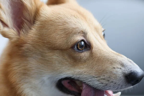 Retrato de raça pura cão doméstico galês corgi — Fotografia de Stock