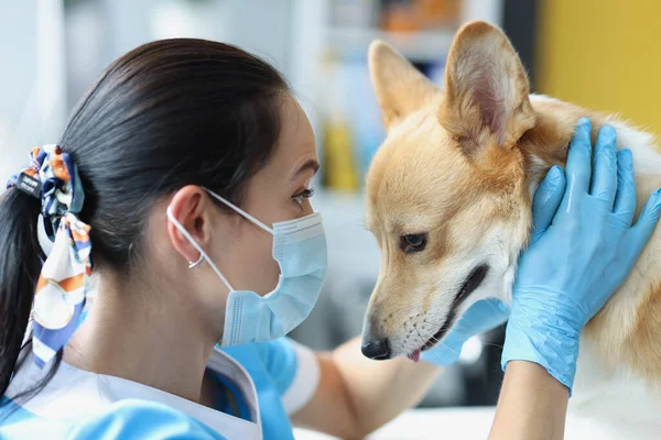 Läkare i medicinsk skyddsmask och handskar genomför fysisk undersökning av hund — Stockfoto