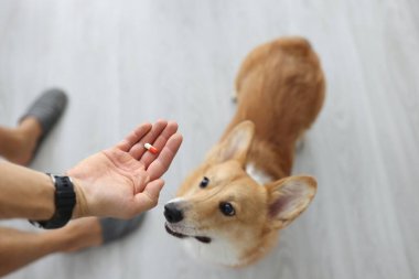 Sahibi tıbbi kapsülü küçük köpeğe verdi