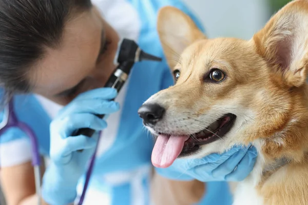 Klinikte veteriner tarafından yapılan kulak muayenesi. — Stok fotoğraf