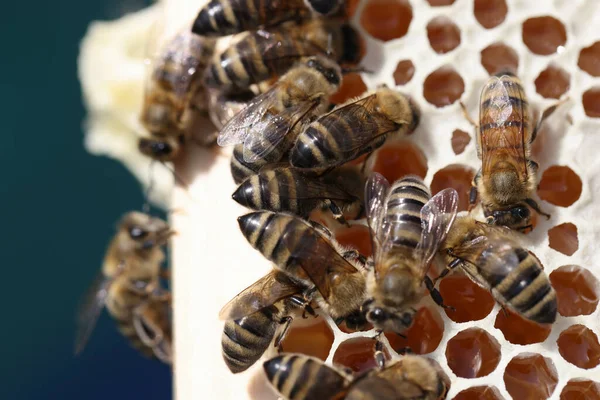 Beaucoup d'abeilles sur peignes gros plan. Abeilles reproductrices à la maison — Photo