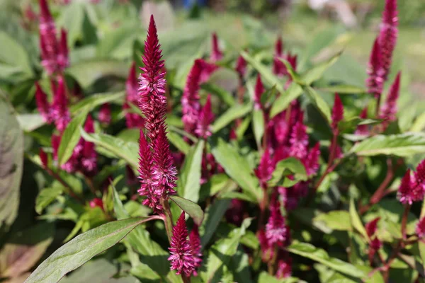 Celosia pampas plum celosia - рослина родини Amaranthaceae крупним планом — стокове фото