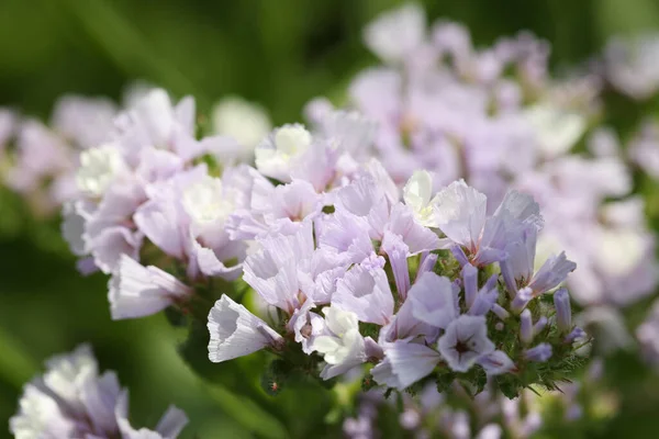 Statice flowers or sea lavender on field closeup — Stock Photo, Image