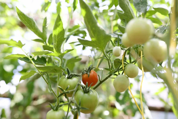 Çalı üzerinde domatesler, ağaç dalında domatesler kırmızıdan yeşile değişen olgunlukta olgunlaşırlar. — Stok fotoğraf