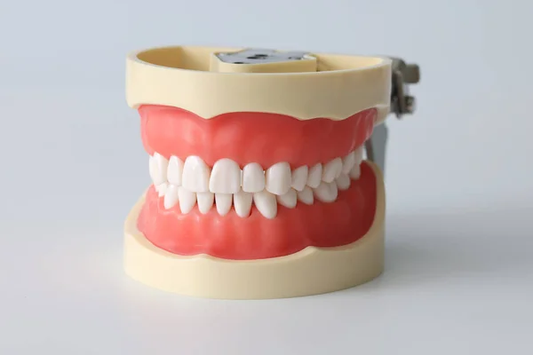 Artificial jaw of beautiful white teeth closeup — Stock Photo, Image