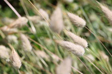 Bahçenin arka planında büyüyen kıllı çimenler